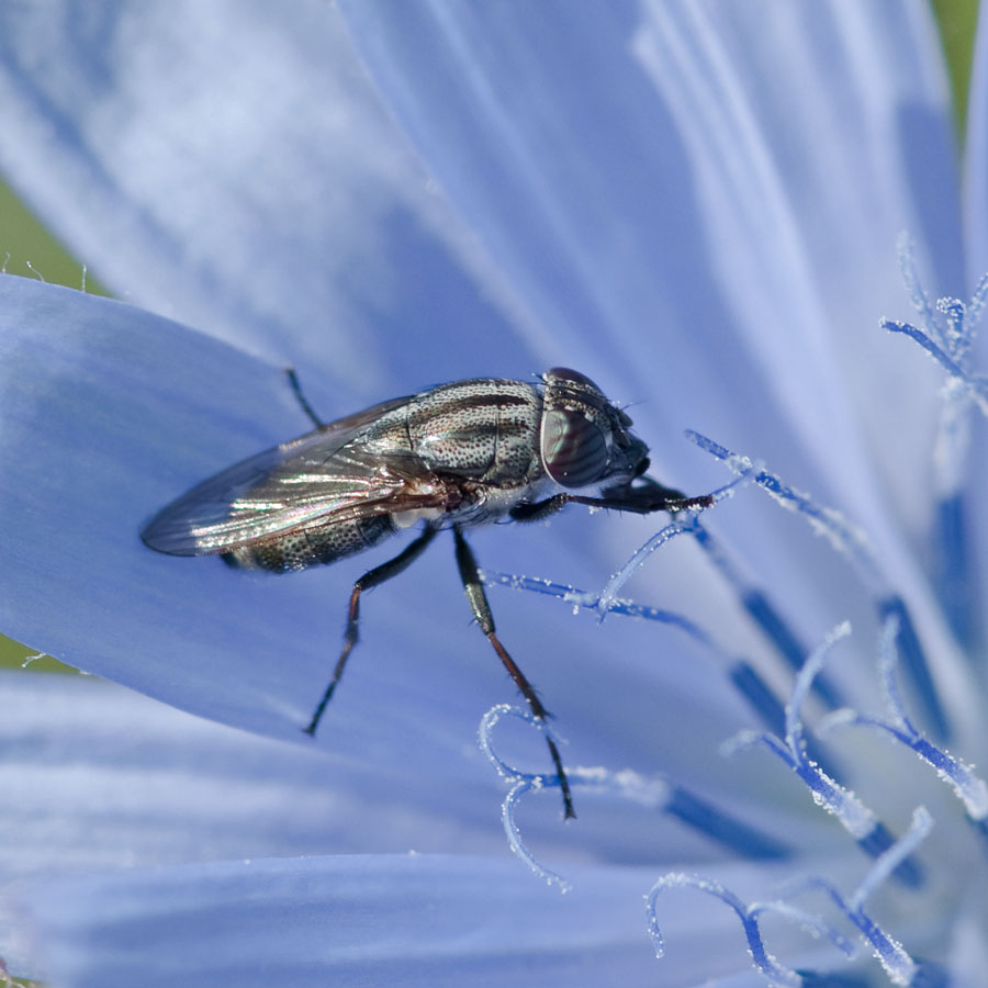 Stomorhina lunata